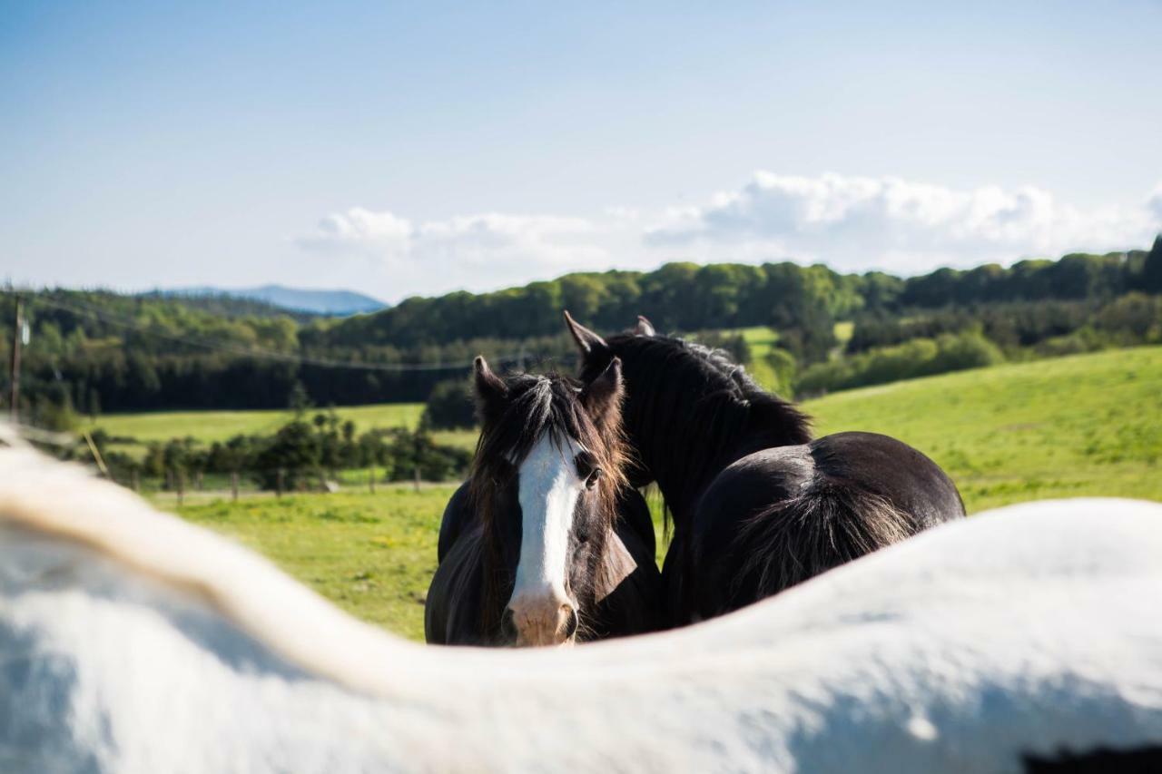 Clissmann Horse Caravans Glamping Rathdrum Ngoại thất bức ảnh